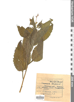 VOR 0022165