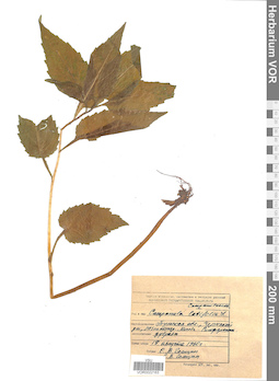 VOR 0022163