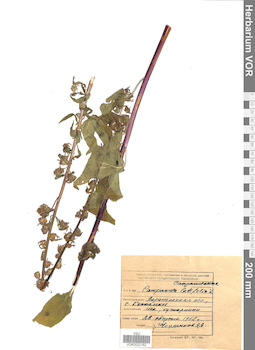 VOR 0022162