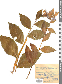 VOR 0022158