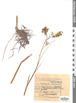 VOR 0022157