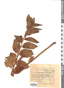 VOR 0022156