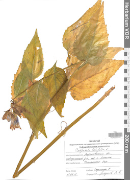 VOR 0022153