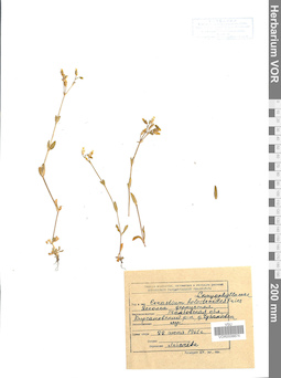 VOR 0006674