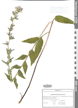 VOR 0041720