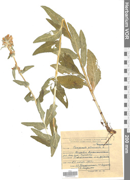 VOR 0022747