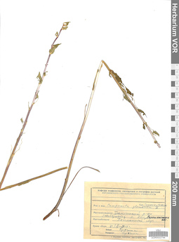 VOR 0022744
