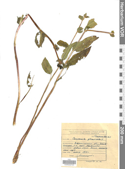VOR 0022743