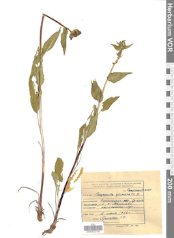 VOR 0022742