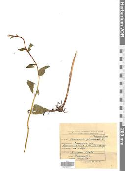 VOR 0022741