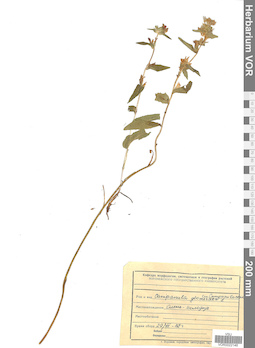 VOR 0022146