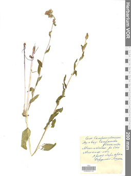 VOR 0022143