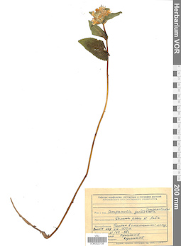 VOR 0022138