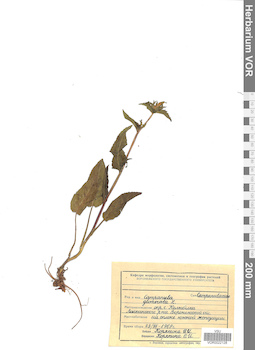 VOR 0022128