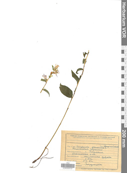 VOR 0022127