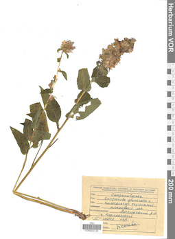 VOR 0022126
