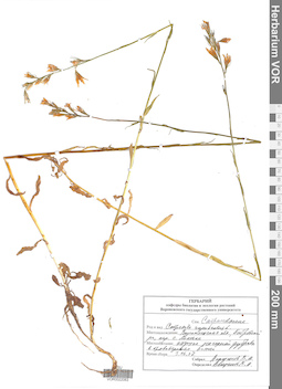 VOR 0022063