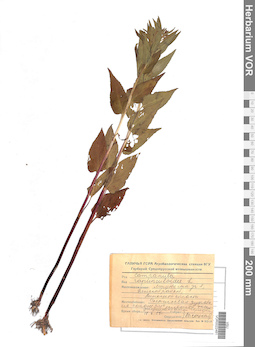 VOR 0022481