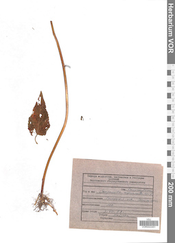 VOR 0022451