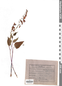 VOR 0022441