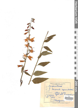 VOR 0022438