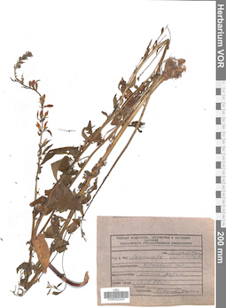 VOR 0022437
