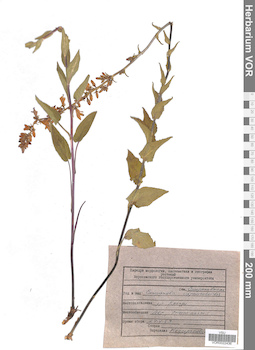 VOR 0022436