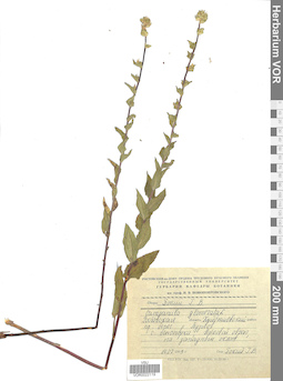 VOR 0022119