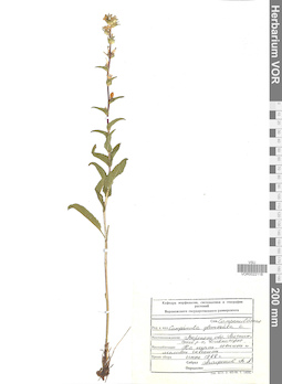 VOR 0022118