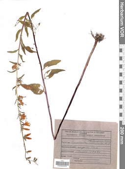 VOR 0022435