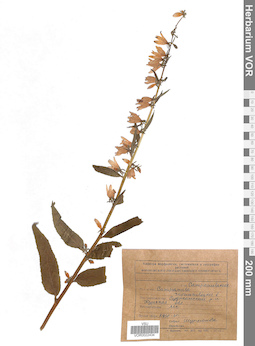 VOR 0022434