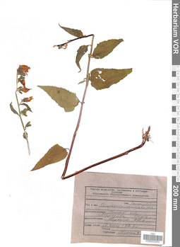VOR 0022432