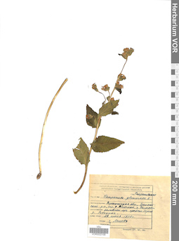 VOR 0022109