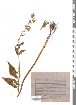 VOR 0022429