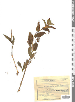 VOR 0022106