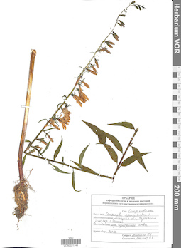 VOR 0021743