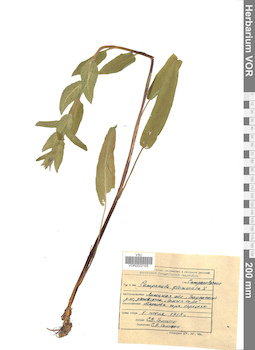 VOR 0022105
