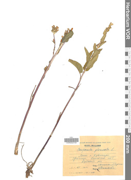 VOR 0022104
