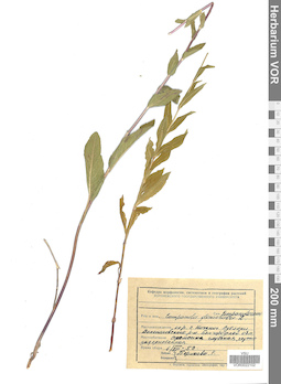 VOR 0022102