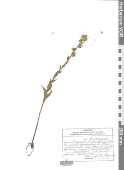 VOR 0022155