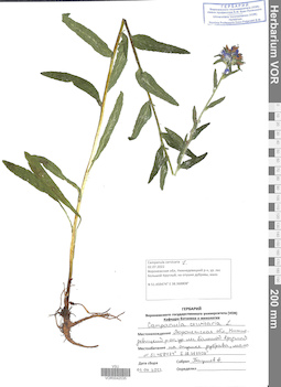 VOR 0042035