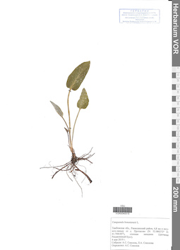 VOR 0040519