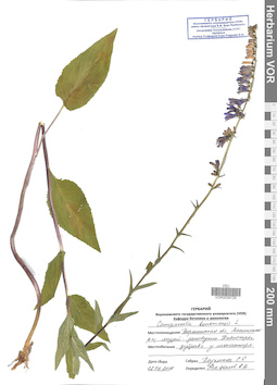 VOR 0039726