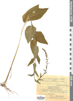 VOR 0022029