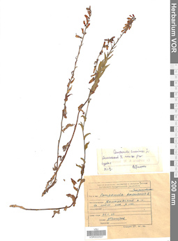 VOR 0022027