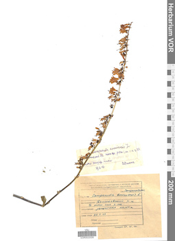 VOR 0022026