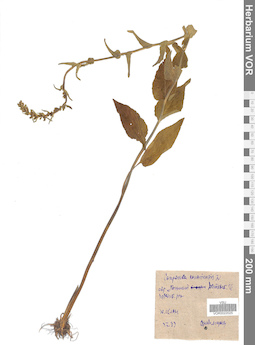 VOR 0022025