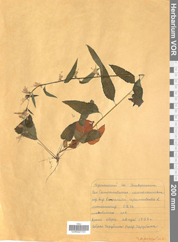 VOR 0021741