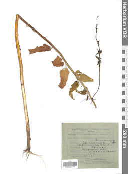 VOR 0021740