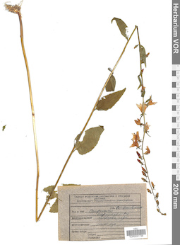 VOR 0021738